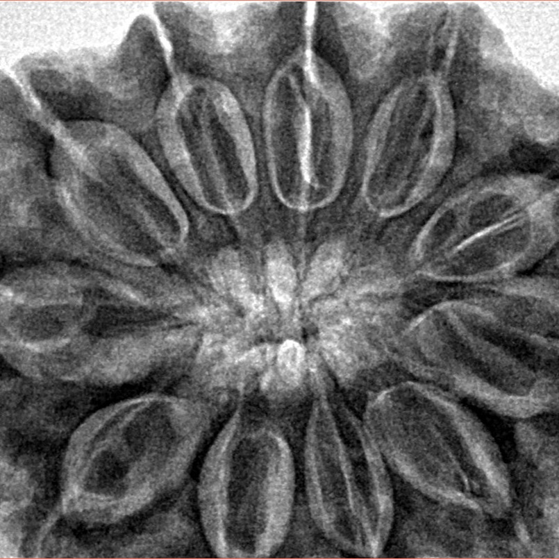 11 Mukhi Rudraksha 34.5mm 9.39gm - Inverse xray