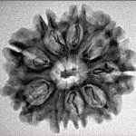 9 Mukhi Rudraksha 26mm 2.86gm - Inverse xray