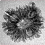 10 Mukhi Ganesh 24.3mm 2.74gm - Inverse xray