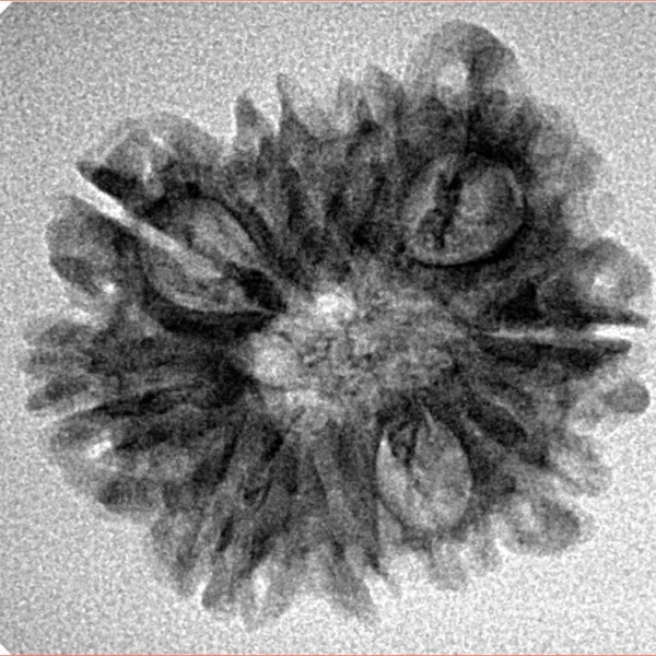 10 Mukhi Ganesh 24.3mm 2.74gm - Inverse xray