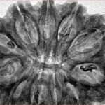 11 Mukhi Rudraksha 34.8mm 6.3gm - Inverse xray