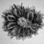 14 Mukhi Rudraksha 21.5mm 2.21gm - Inverse xray