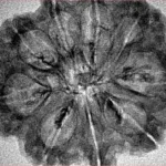 9 Mukhi Rudraksha 31.8mm 3.87gm - Inverse xray