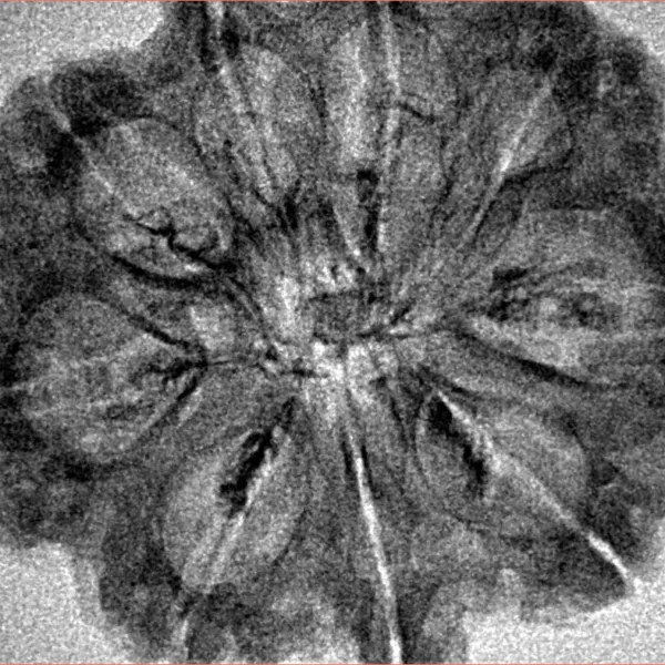 9 Mukhi Rudraksha 31.8mm 3.87gm - Inverse xray