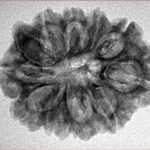 11 Mukhi Ganesh 27.4mm 4gm - Inverse xray