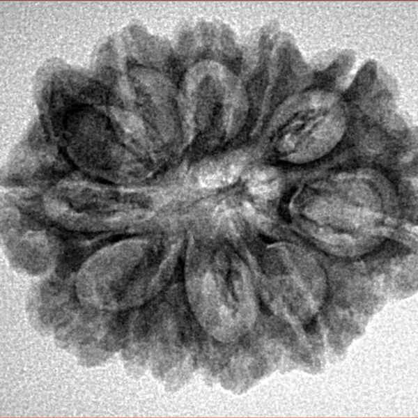 11 Mukhi Ganesh 27.4mm 4gm - Inverse xray