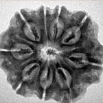 9 Mukhi Rudraksha 25.4mm 4.45gm - Inverse xray