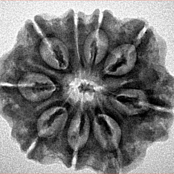 9 Mukhi Rudraksha 25.4mm 4.45gm - Inverse xray