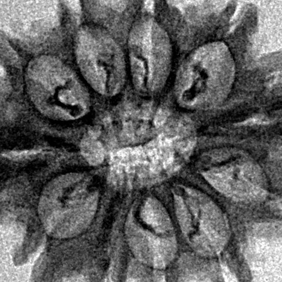 11 Mukhi Ganesh 24.4mm 2.31gm - Inverse xray