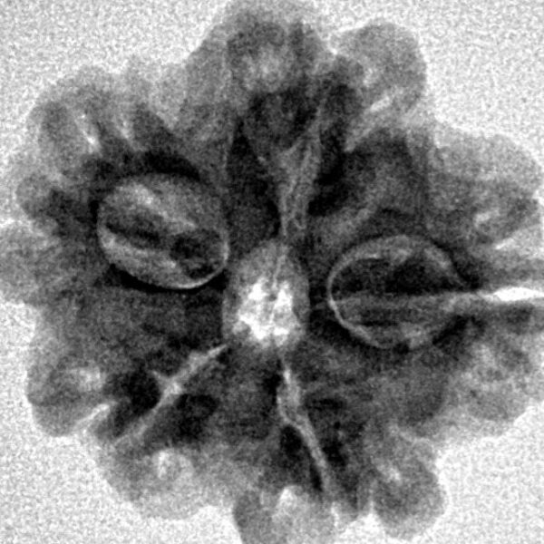 1MK(Underdeveloped) 22.5mm 3.42gm - Inverse xray