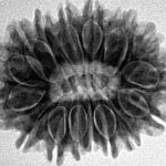 16 Mukhi Rudraksha 27.3mm 4.92gm - Inverse xray