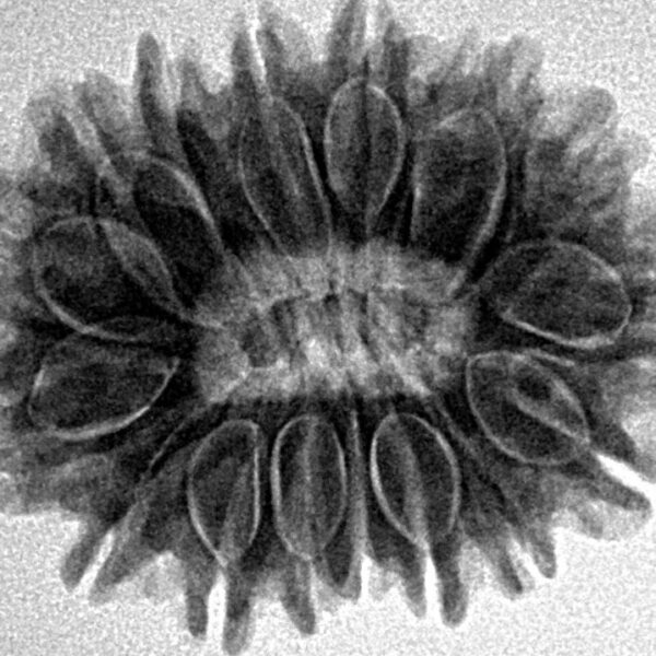 16 Mukhi Rudraksha 27.3mm 4.92gm - Inverse xray