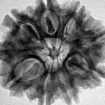 9 Mukhi Rudraksha 25.7mm 4.83gm - Inverse xray