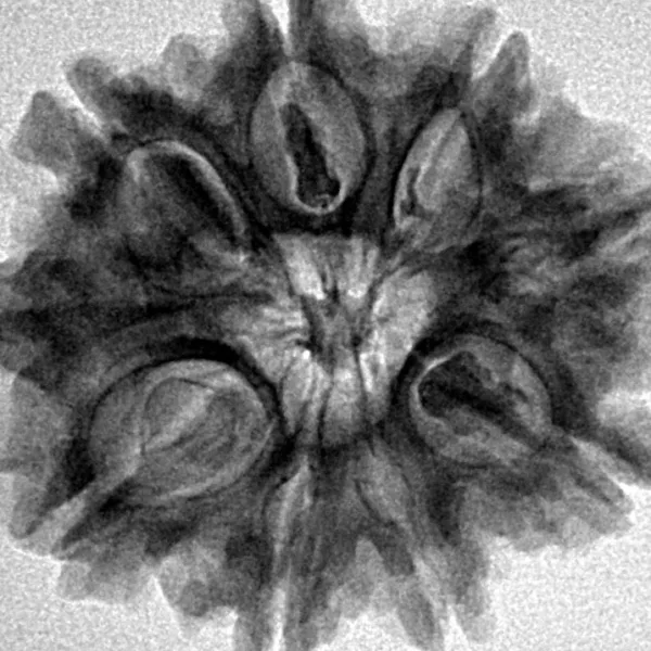 9 Mukhi Rudraksha 25.7mm 4.83gm - Inverse xray