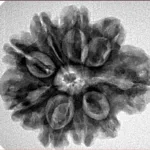 9 Mukhi Rudraksha 26.2mm 4.64gm - Inverse xray