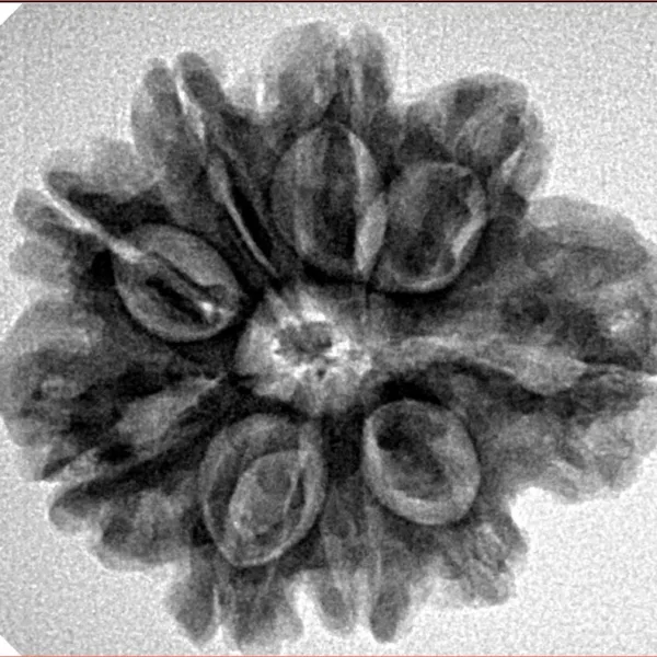9 Mukhi Rudraksha 26.2mm 4.64gm - Inverse xray