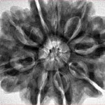 9 Mukhi Rudraksha 31.6mm 8.15gm - Inverse xray