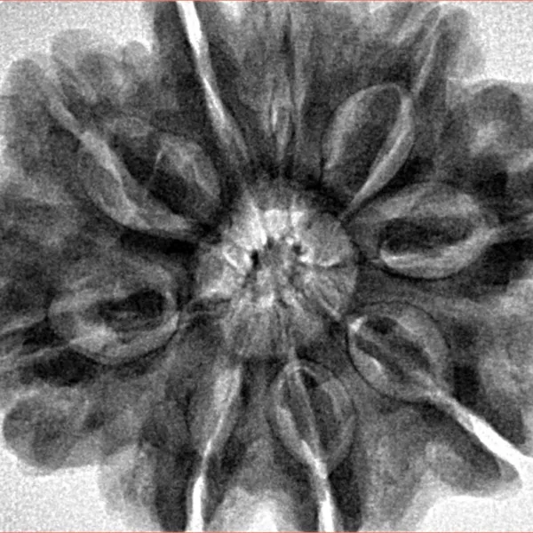 9 Mukhi Rudraksha 31.6mm 8.15gm - Inverse xray