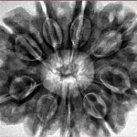 9 Mukhi Rudraksha 31.6mm 8gm - Inverse xray