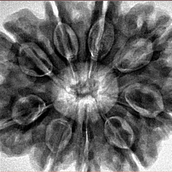 9 Mukhi Rudraksha 31.6mm 8gm - Inverse xray