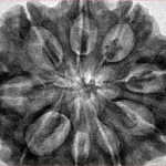 9 Mukhi Rudraksha 33.9mm 8.36gm - Inverse xray