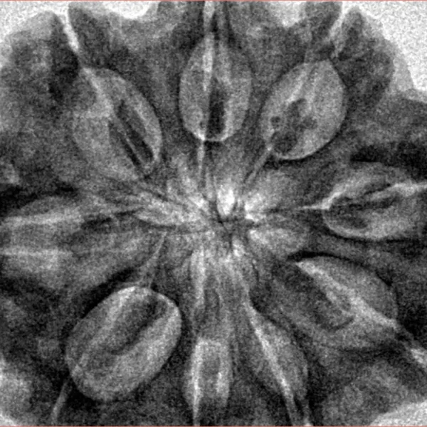 9 Mukhi Rudraksha 33.9mm 8.36gm - Inverse xray