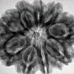 9 Mukhi Rudraksha 29.9mm 6.89gm - Inverse xray