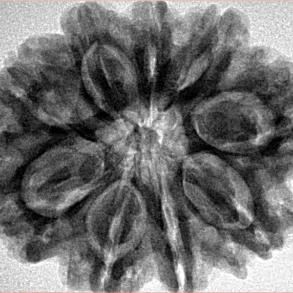 9 Mukhi Rudraksha 29.9mm 6.89gm - Inverse xray