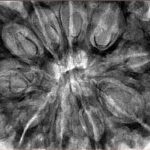 10 Mukhi Rudraksha 36.8mm 10.37gm - Inverse xray