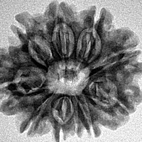 10 Mukhi Rudraksha 25.5mm 3.88gm - Inverse xray