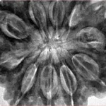 10 Mukhi Ganesh 35.6mm 11.44gm - Inverse xray