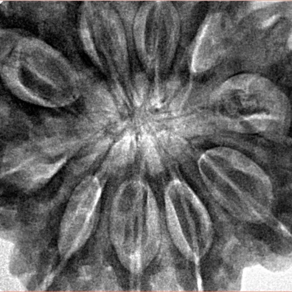 10 Mukhi Ganesh 35.6mm 11.44gm - Inverse xray