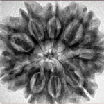 9 Mukhi Rudraksha 28.3mm 5.93gm - Inverse xray