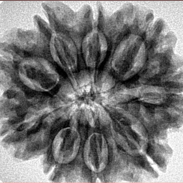 9 Mukhi Rudraksha 28.3mm 5.93gm - Inverse xray