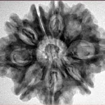 9 Mukhi Rudraksha 28.6mm 5.43gm - Inverse xray