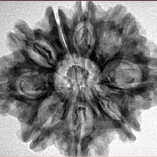 9 Mukhi Rudraksha 28.6mm 5.43gm - Inverse xray