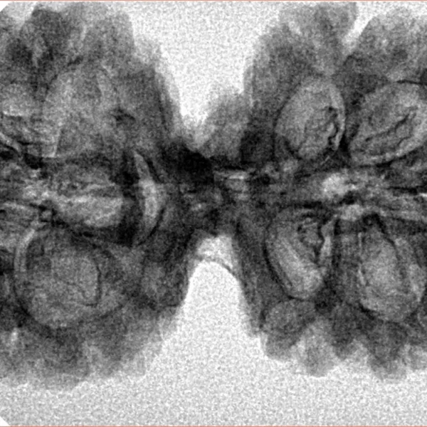 9 MK Gaurishankar 39.6mm 5.65gm - Inverse xray