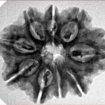 9 Mukhi Rudraksha 27.7mm 4.72gm - Inverse xray