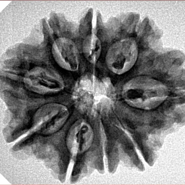 9 Mukhi Rudraksha 27.7mm 4.72gm - Inverse xray