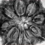 9 Mukhi Rudraksha 33.5mm 9.42gm - Inverse xray