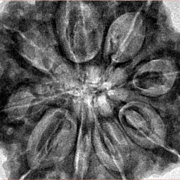 9 Mukhi Rudraksha 33.5mm 9.42gm - Inverse xray