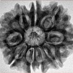 10 Mukhi Rudraksha 28.3mm 5.6gm - Inverse xray