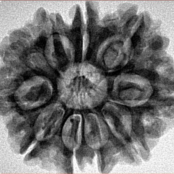 10 Mukhi Rudraksha 28.3mm 5.6gm - Inverse xray