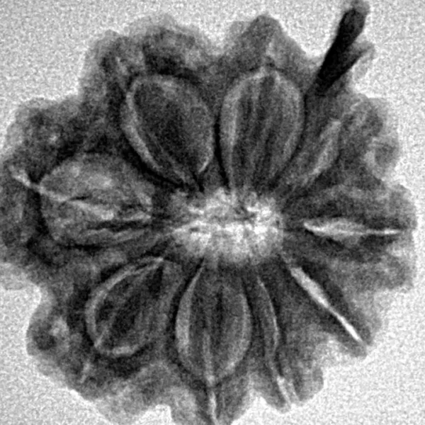 9 Mukhi Ganesh 23.4mm 4gm - Inverse xray