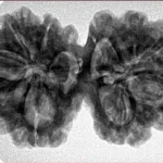 10 Mk Gaurishankar 35.9mm 6.94gm - Inverse xray