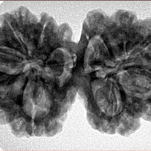 10 Mk Gaurishankar 35.9mm 6.94gm - Inverse xray