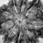 9 Mukhi Rudraksha 33.1mm 7.33gm - Inverse xray