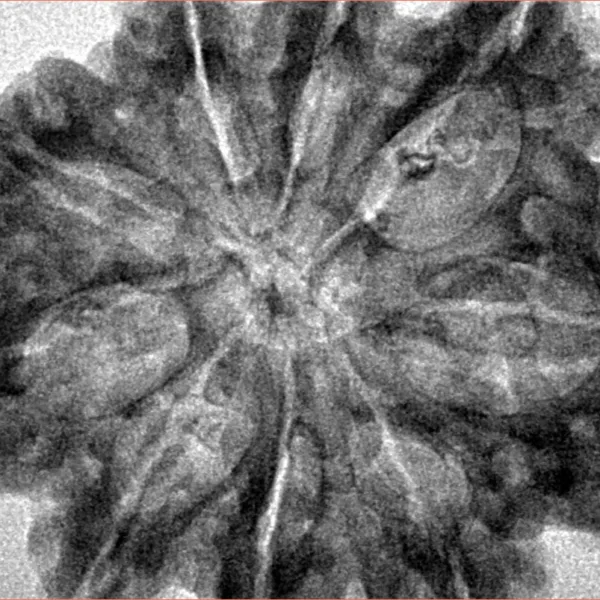 9 Mukhi Rudraksha 33.1mm 7.33gm - Inverse xray