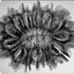 14 Mukhi Rudraksha 29.8mm 4.44gm - Inverse xray