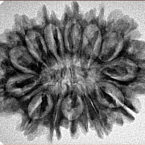 14 Mukhi Rudraksha 29.8mm 4.44gm - Inverse xray